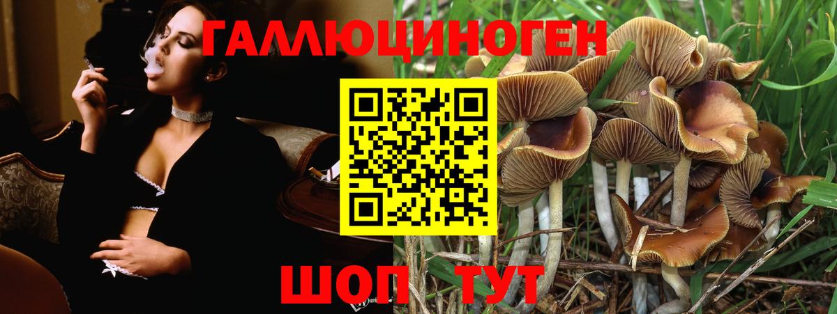 Псилоцибиновые грибы GOLDEN TEACHER  Вход с VPN  наркошоп  Евпатория  Псилоцибиновые грибы Cubensis 